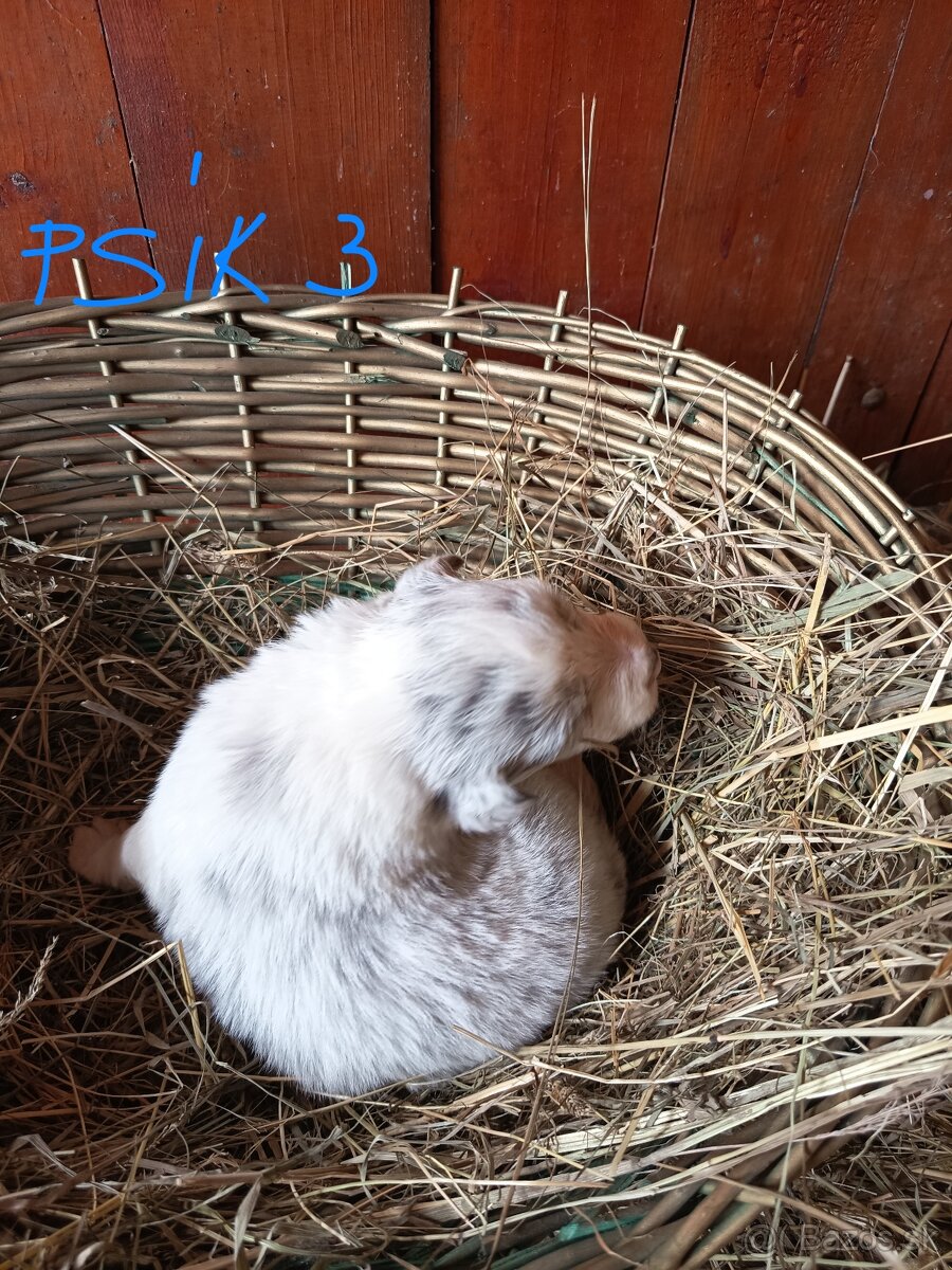 Border kólia šteniatka - 9