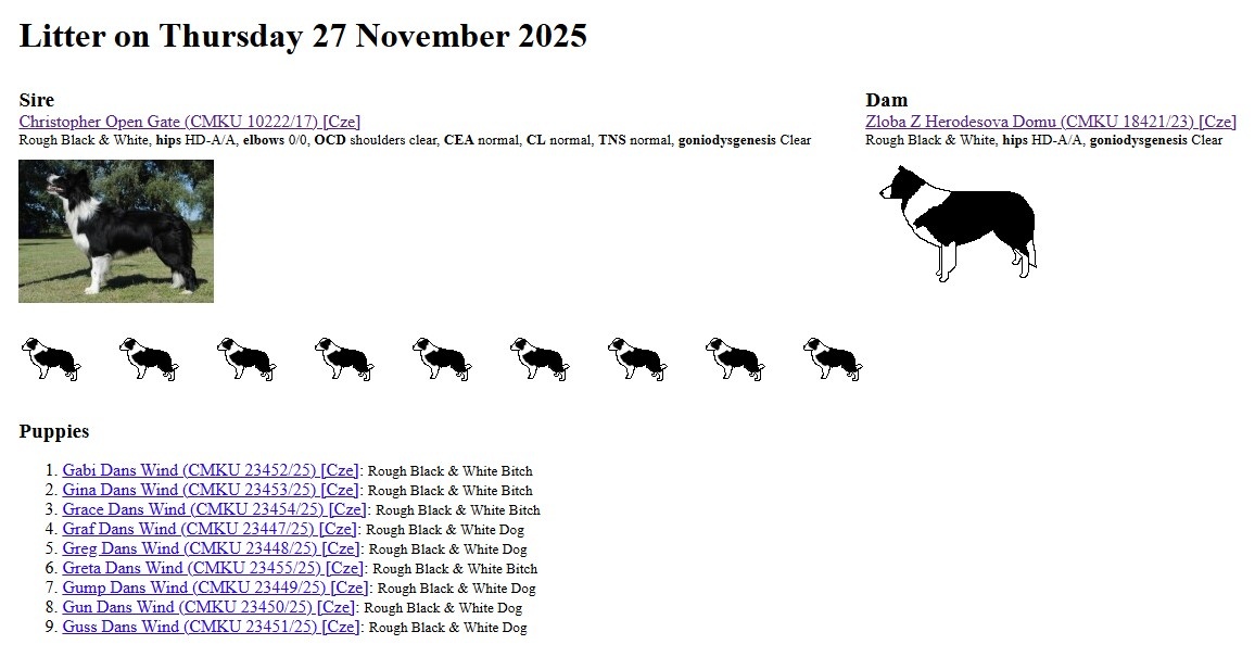 Šteňatá s PP - Border kólia / kolia - již k odběru - 9