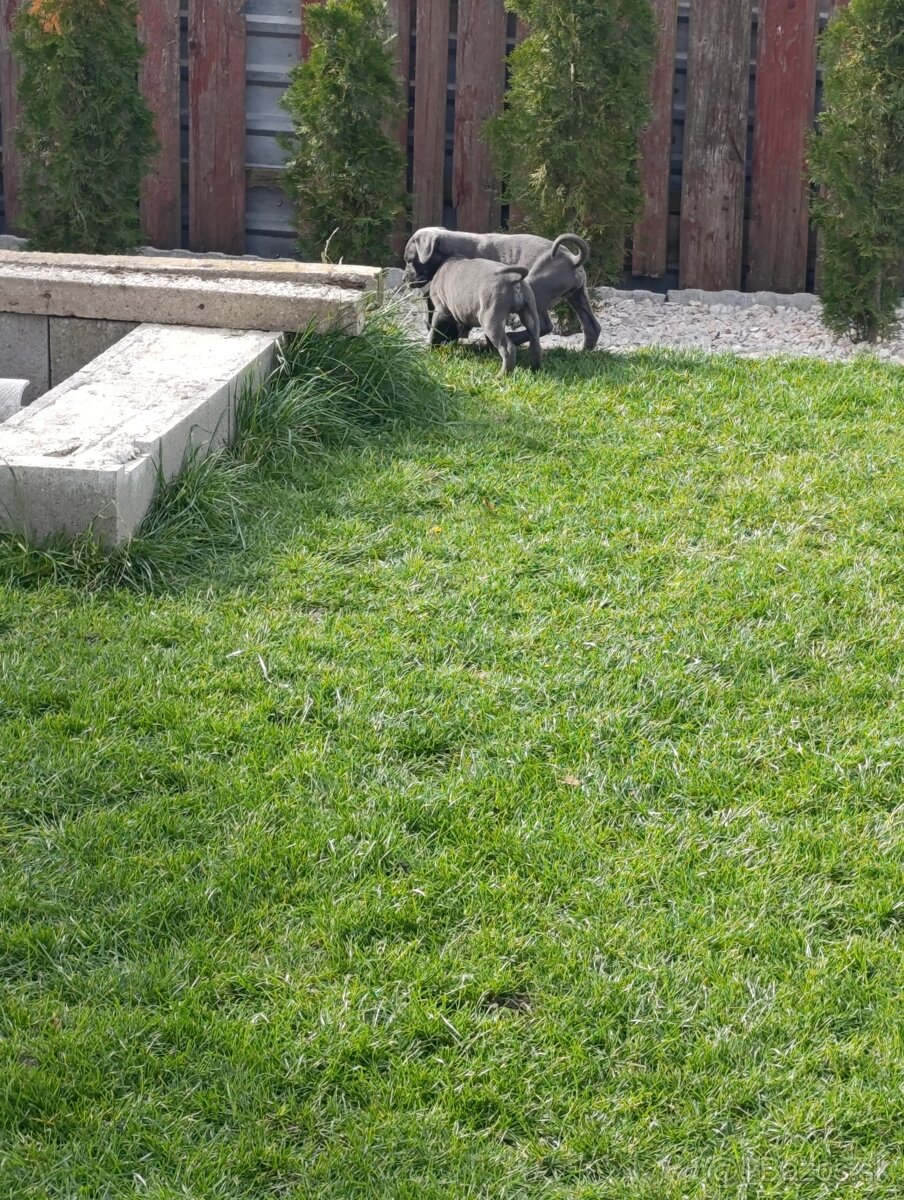Cane corso modré šteniatka - 9