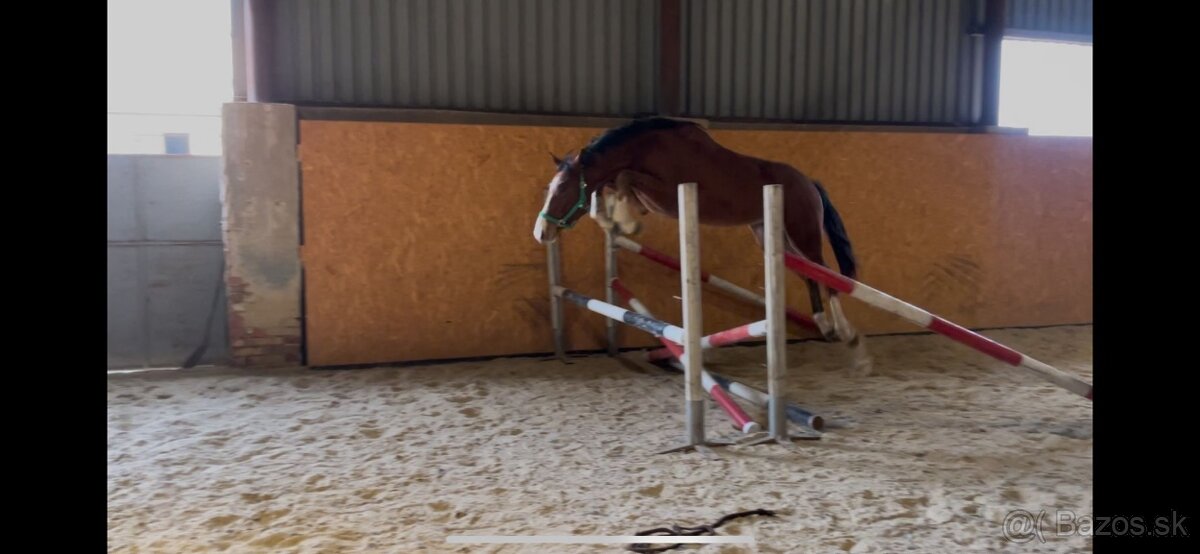 mladý valach po Chacoon Blue - 9