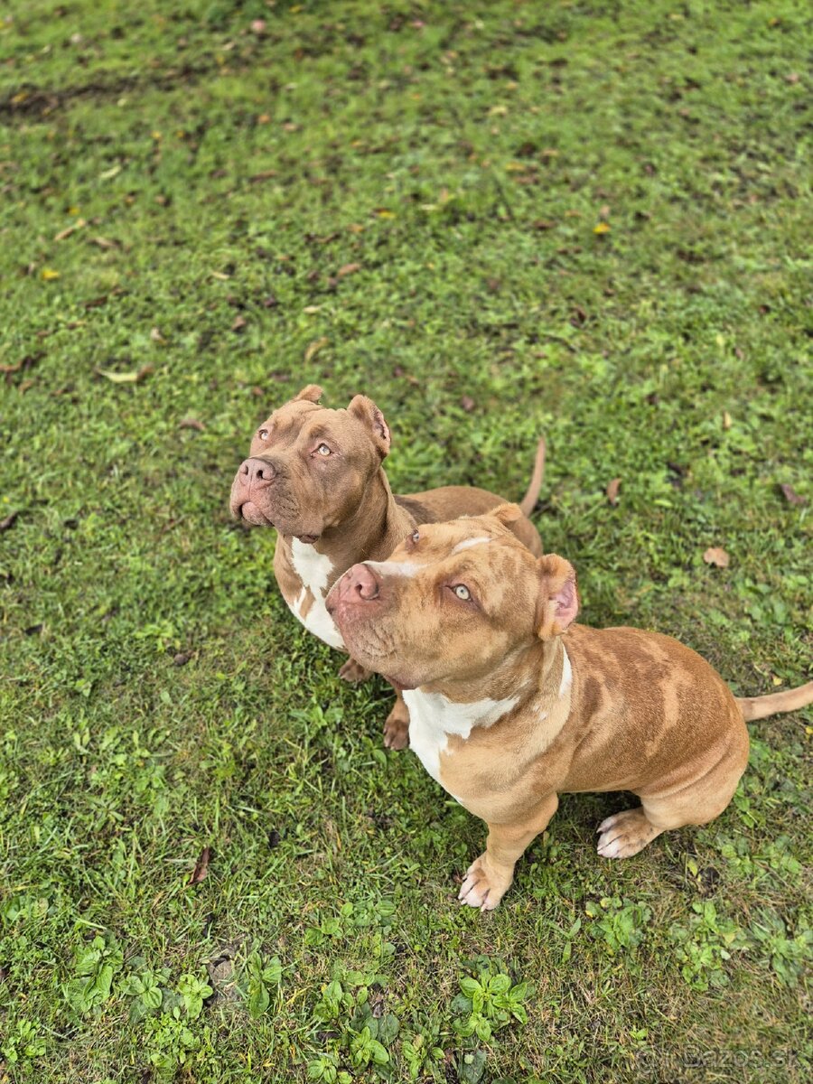 American bully XL - 9