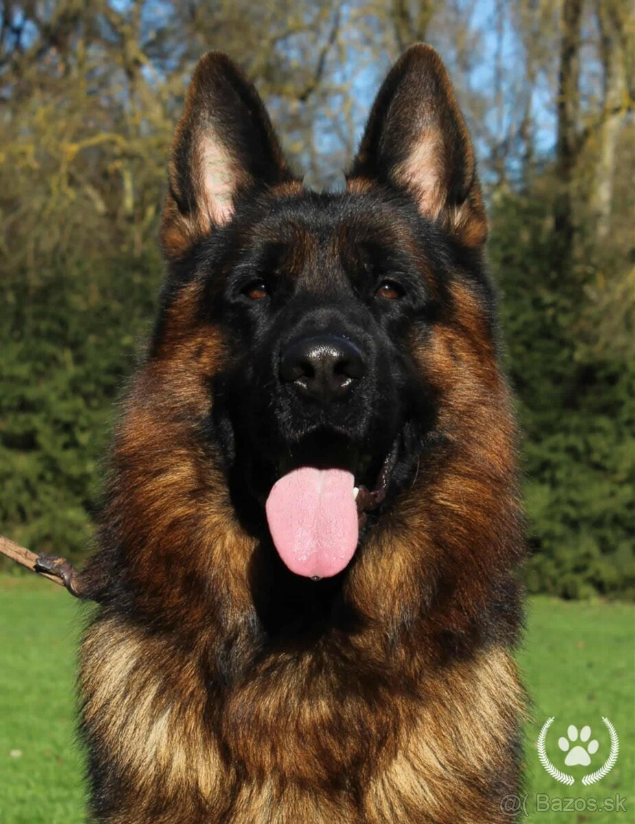 Nemecký ovčiak šteniatka - 9