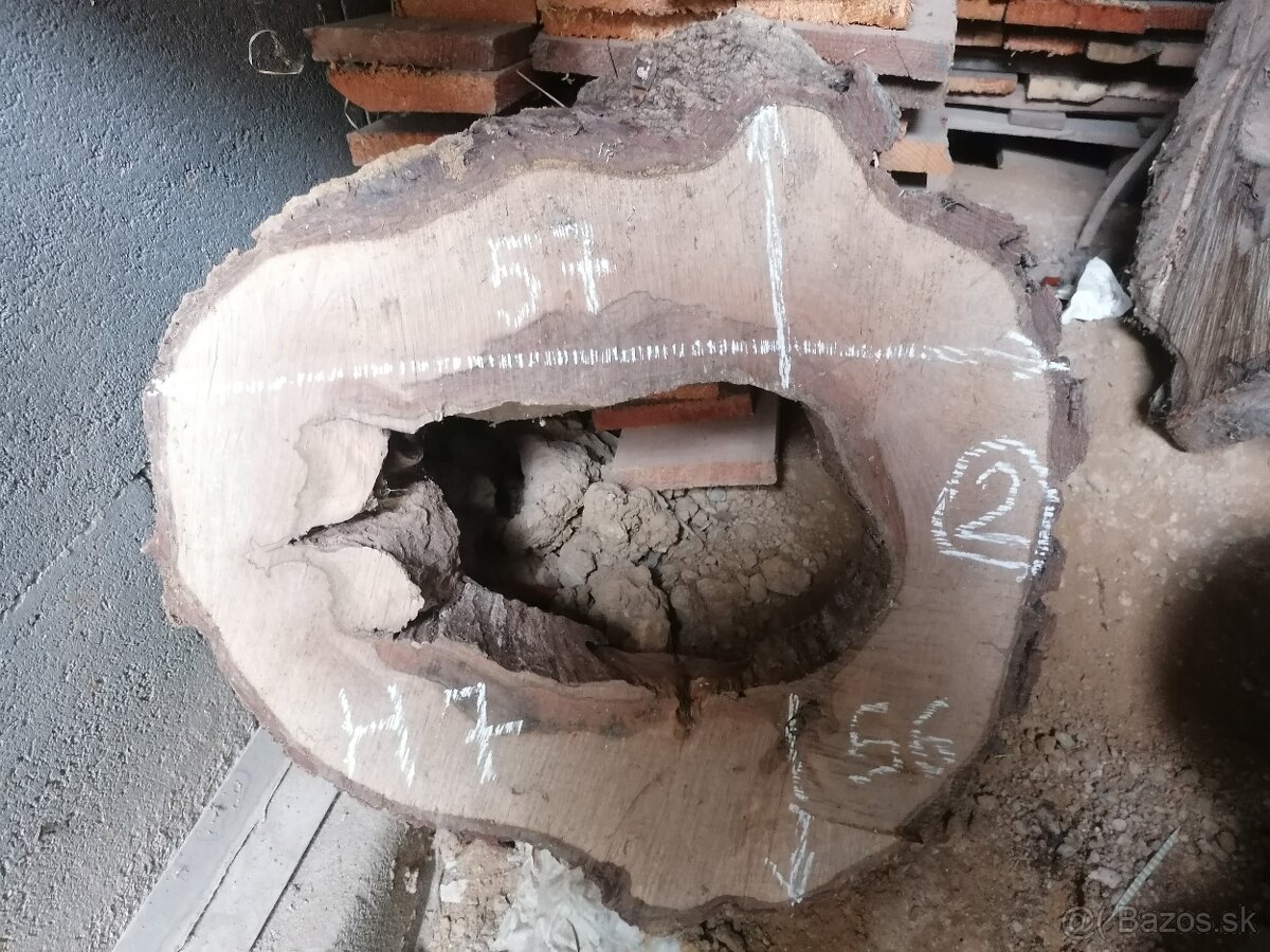 Orech - priečny rez - 9