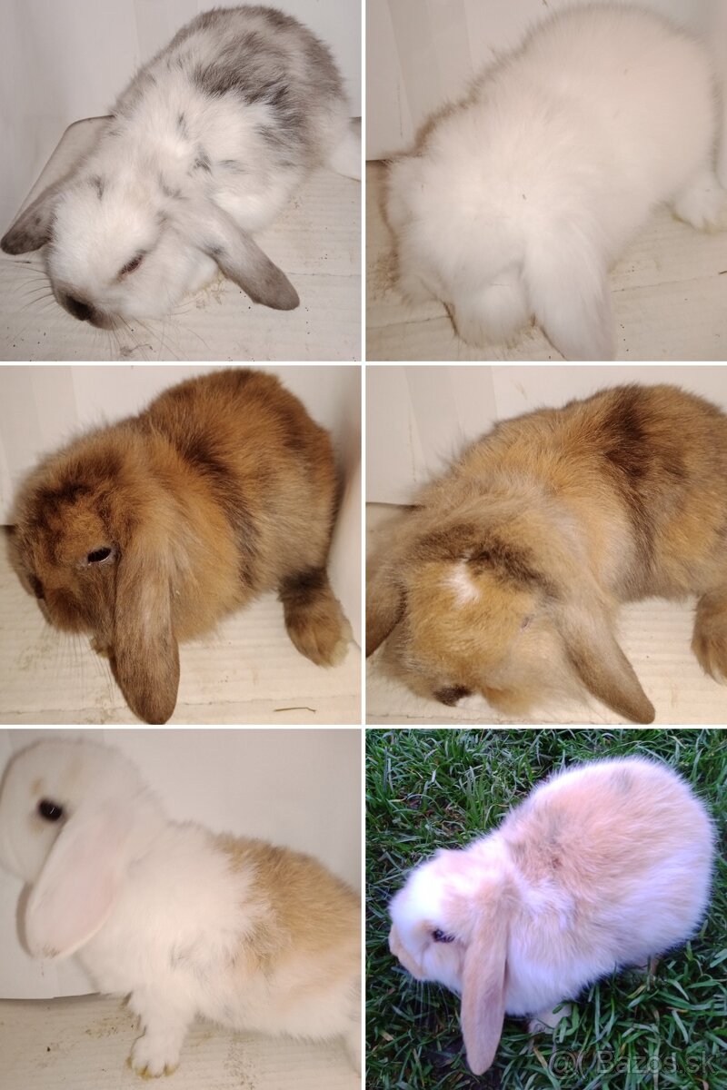 Zdrobnelý zakrslý králik - 9