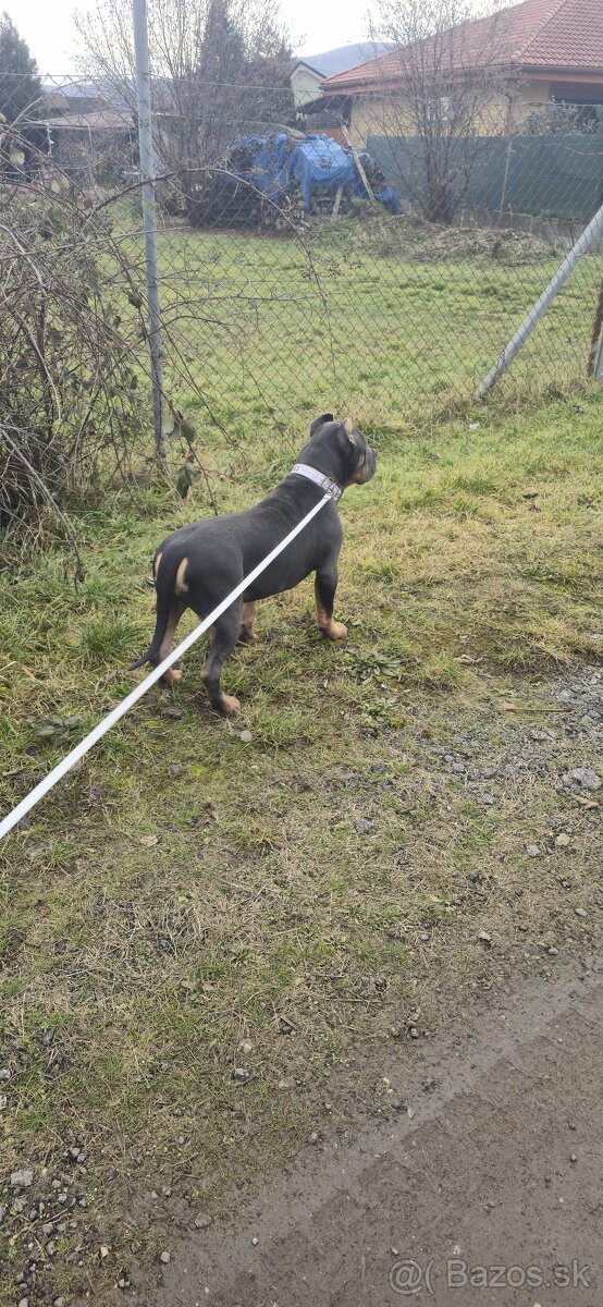 American bully xl - 9