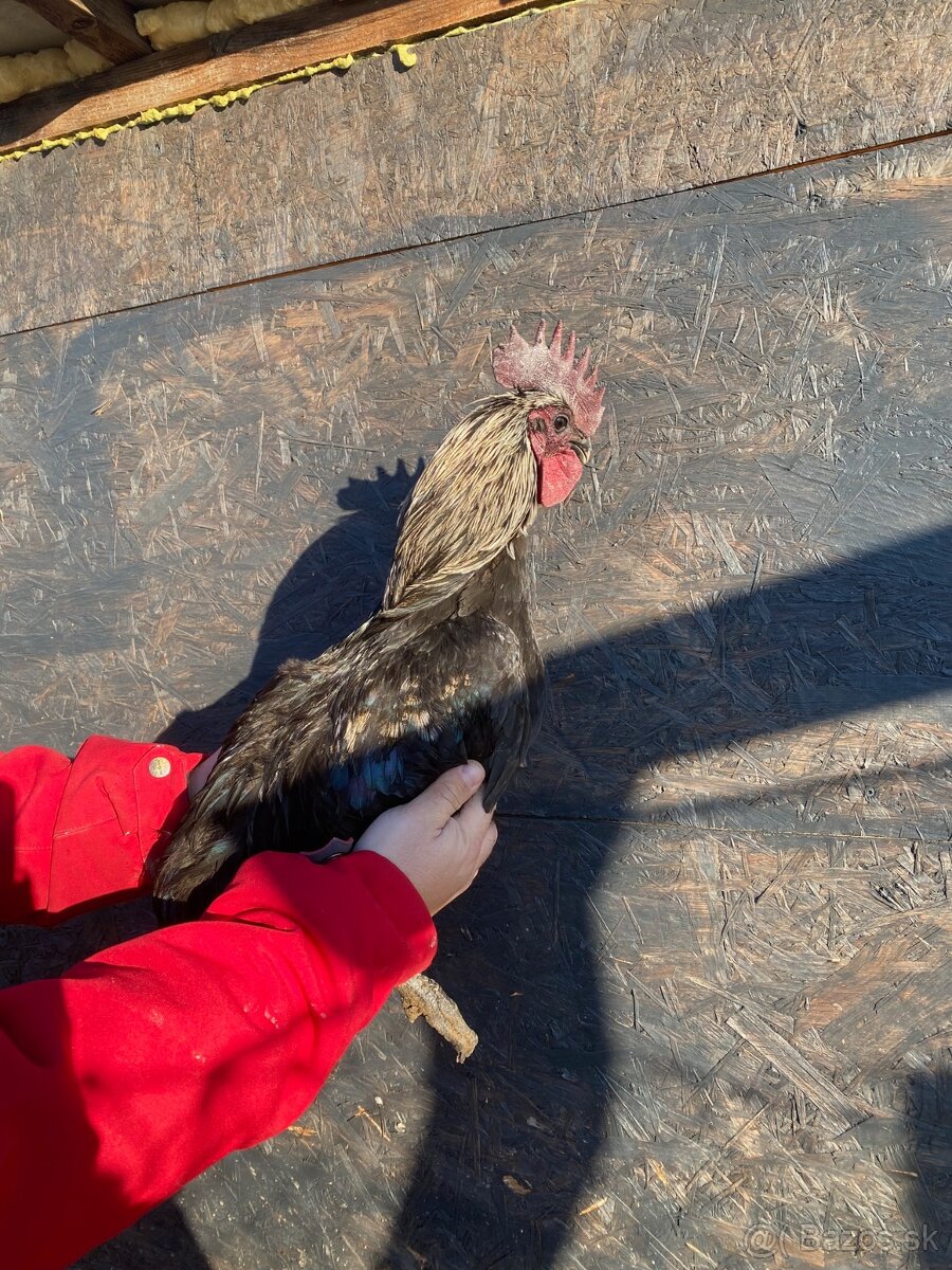 Ayam Cemani kohuti - 9
