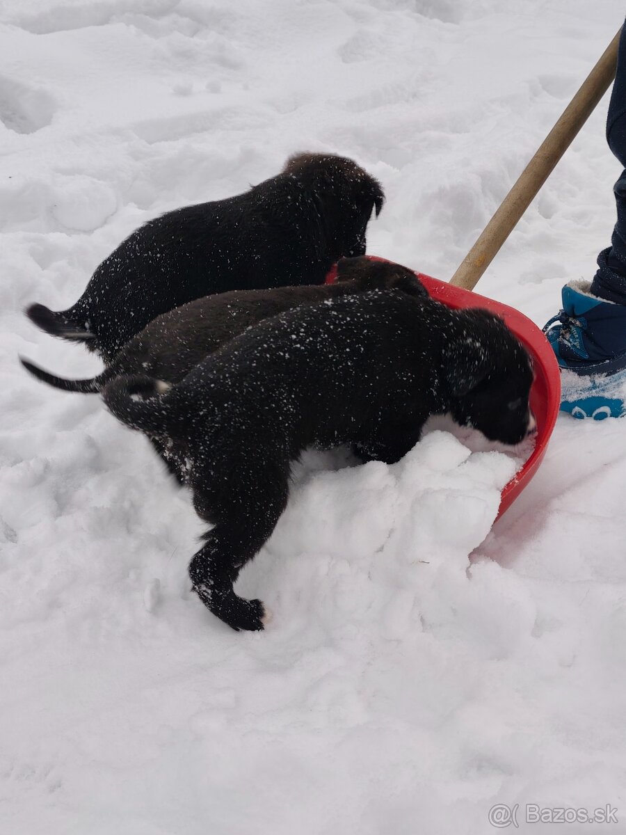 Darujem šteniatka - 9