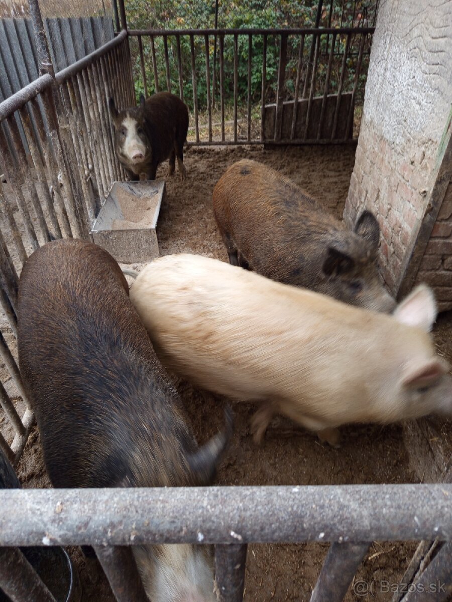 Durok prasa na zabitie 130kg - 9