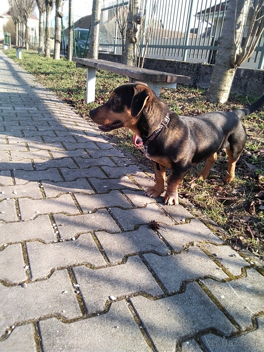 Darujem šteniatko psa - 9