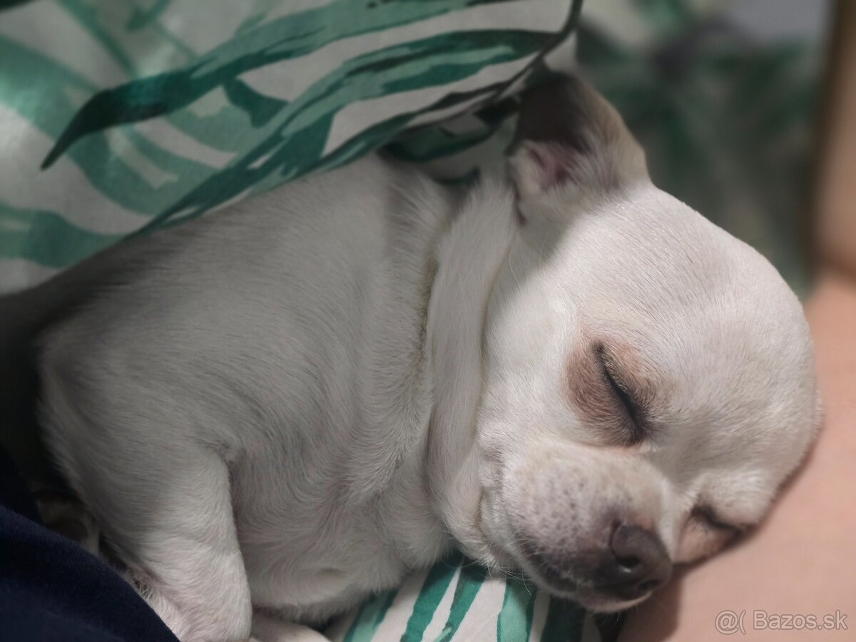 HOLÍČ / BORSKÝ MIKULÁŠ: 🐾 Ponuka na krytie – čivava Jackie - 9