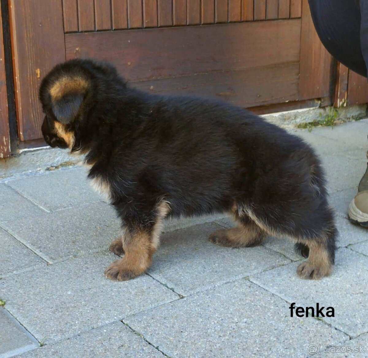 Nemecký ovčiak - 9