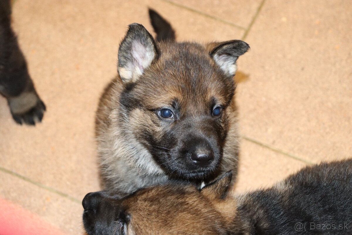 Německý ovčák s PP - 9