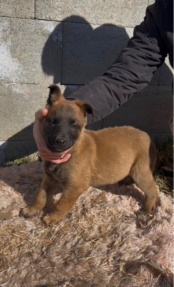 Belgický ovčiak- Malinois - 9