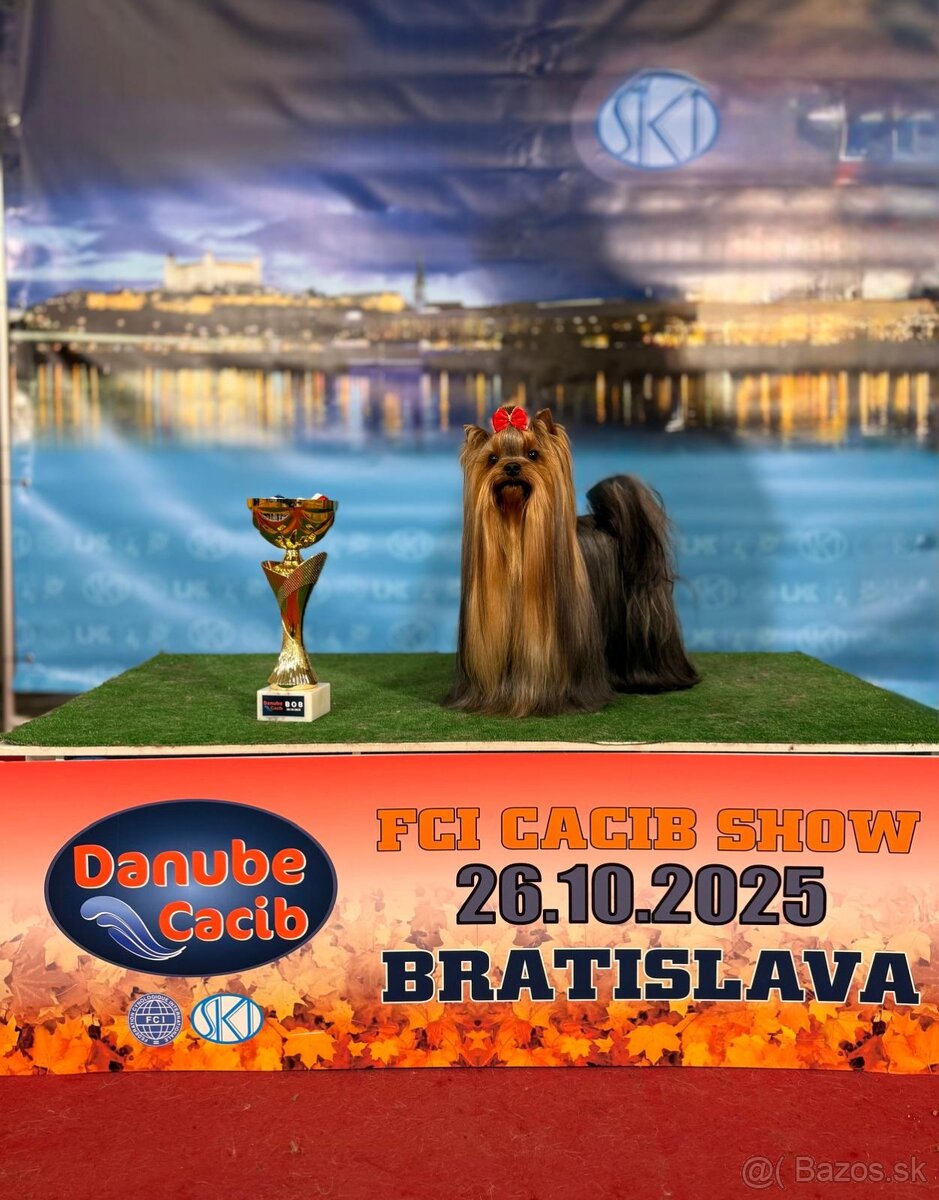 Yorkshire terier - 9