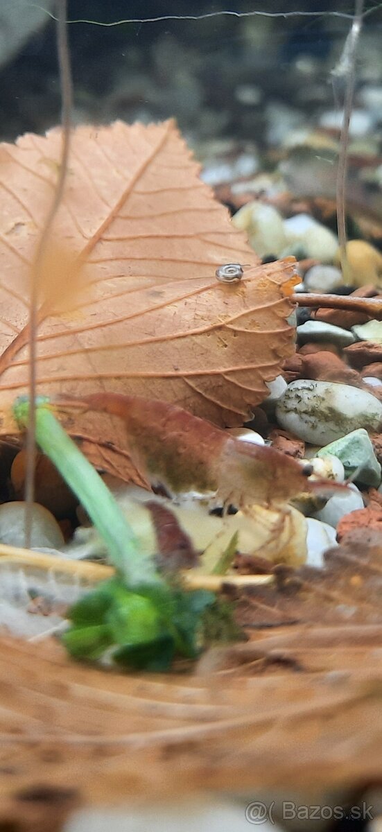 Krevetky cervene,zelené alebo mix.Kreveta - 9