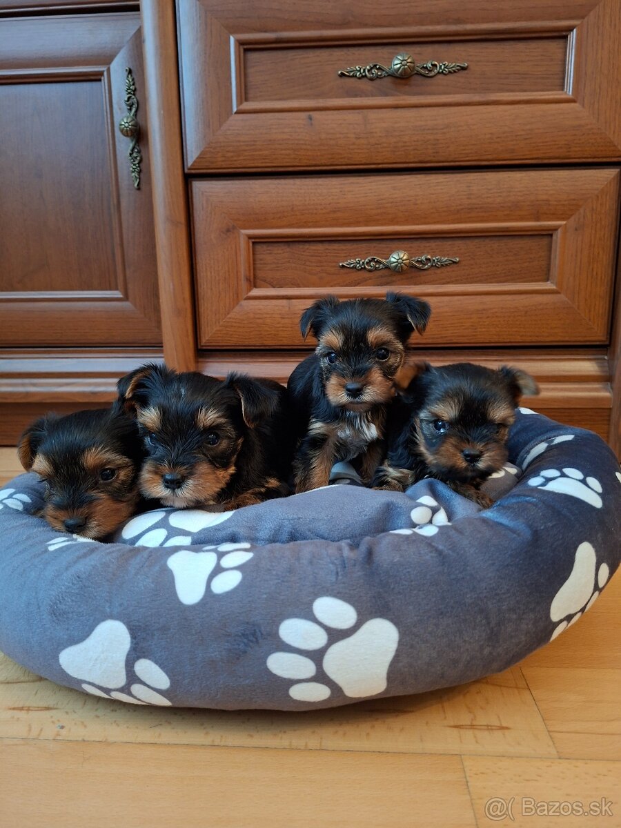 Yorkshirsky terier York - 9