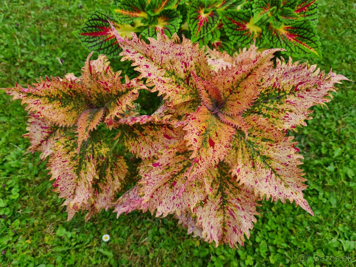 Koleus - africká žihľava (Coleus), semena, řízky - 9