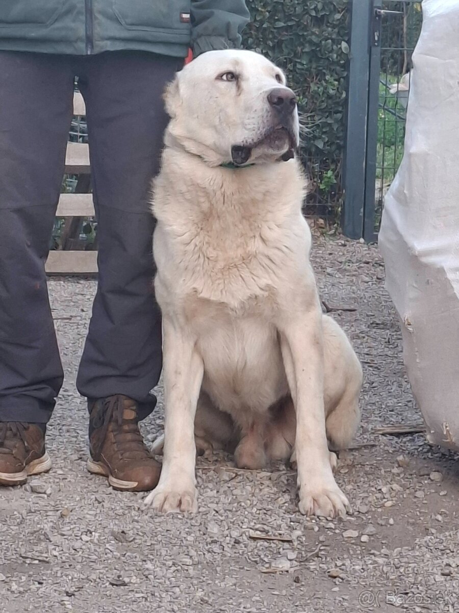 Stredoázijský ovčiak - 9