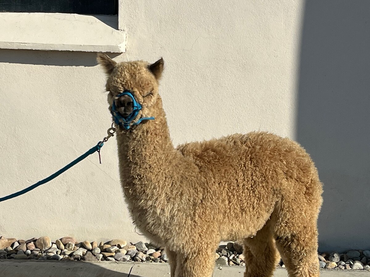 Alpaka samček béžový - 9