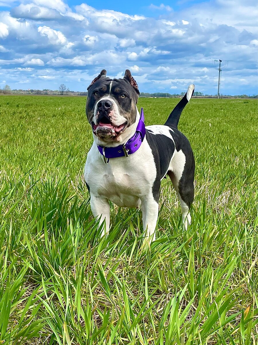 American bully xl s PP - 9