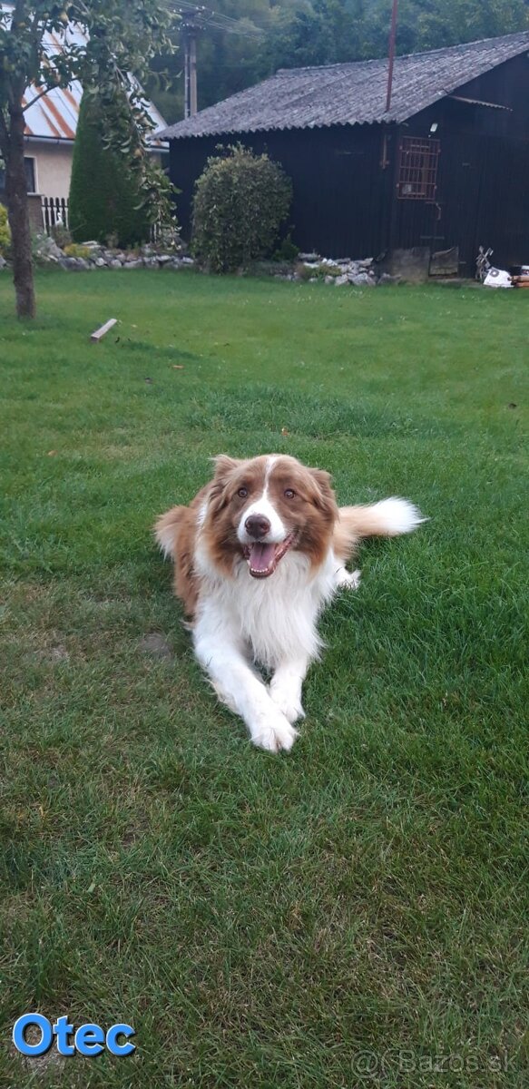 Borderská kólia, Border kólia bez PP - 9