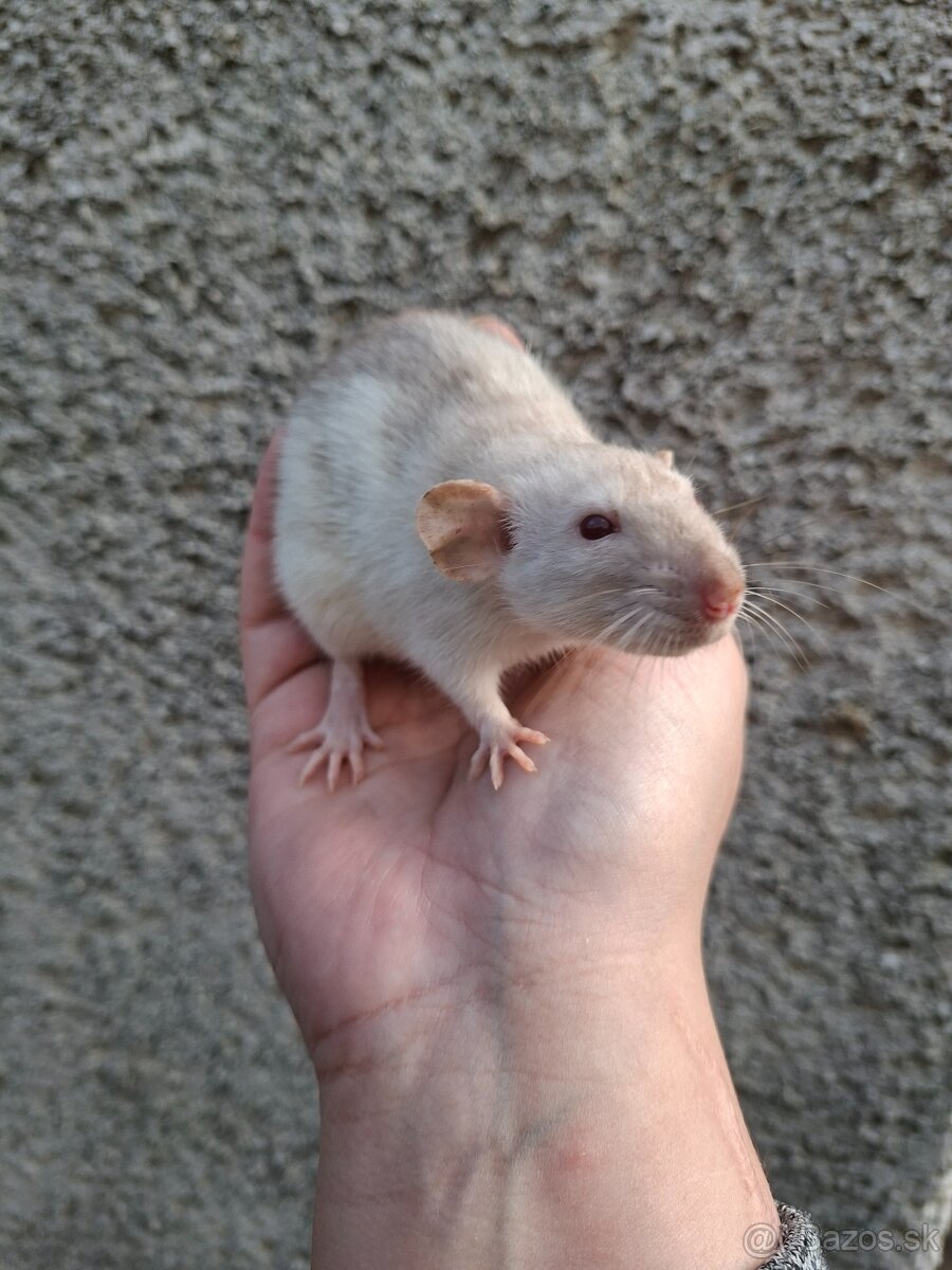 Predám potkanika Dumbo - 9