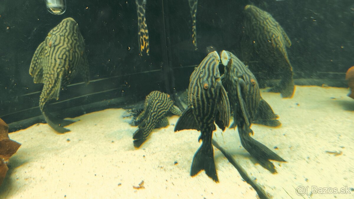 Panaque SP Spotted L330 - 9