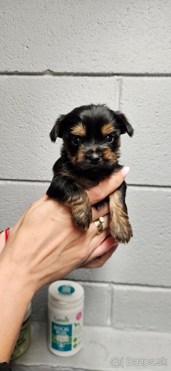 Predám šteniatka Yorkshire teriera - 9