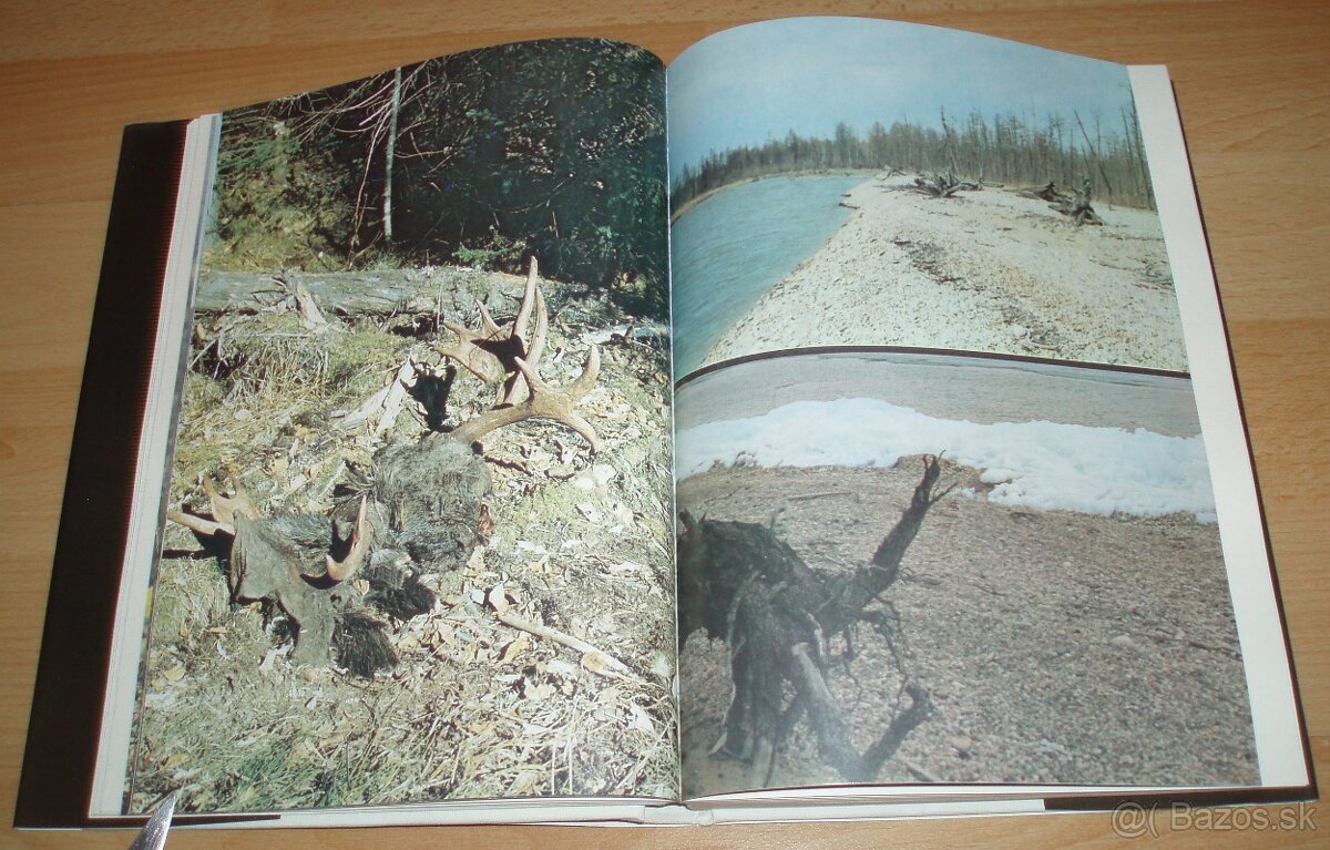 Černý sobol, hnědý medvěd - 9