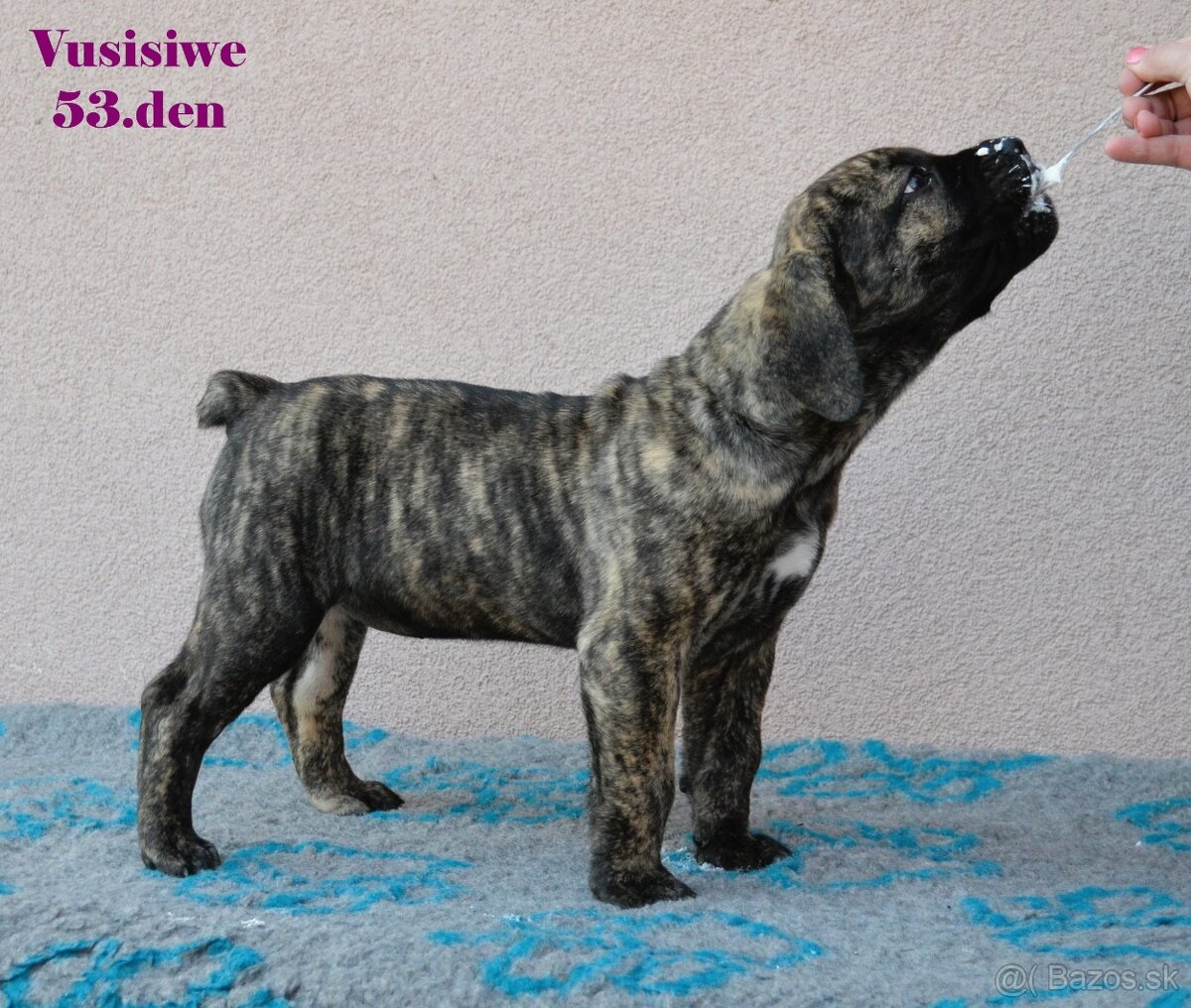 Boerboel štěňata FCI PP - 9