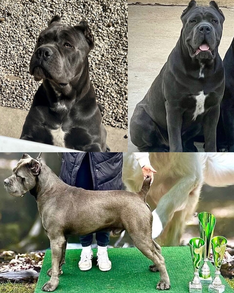 Cane Corso šteniatka s PP / predbežná rezervácia - 9