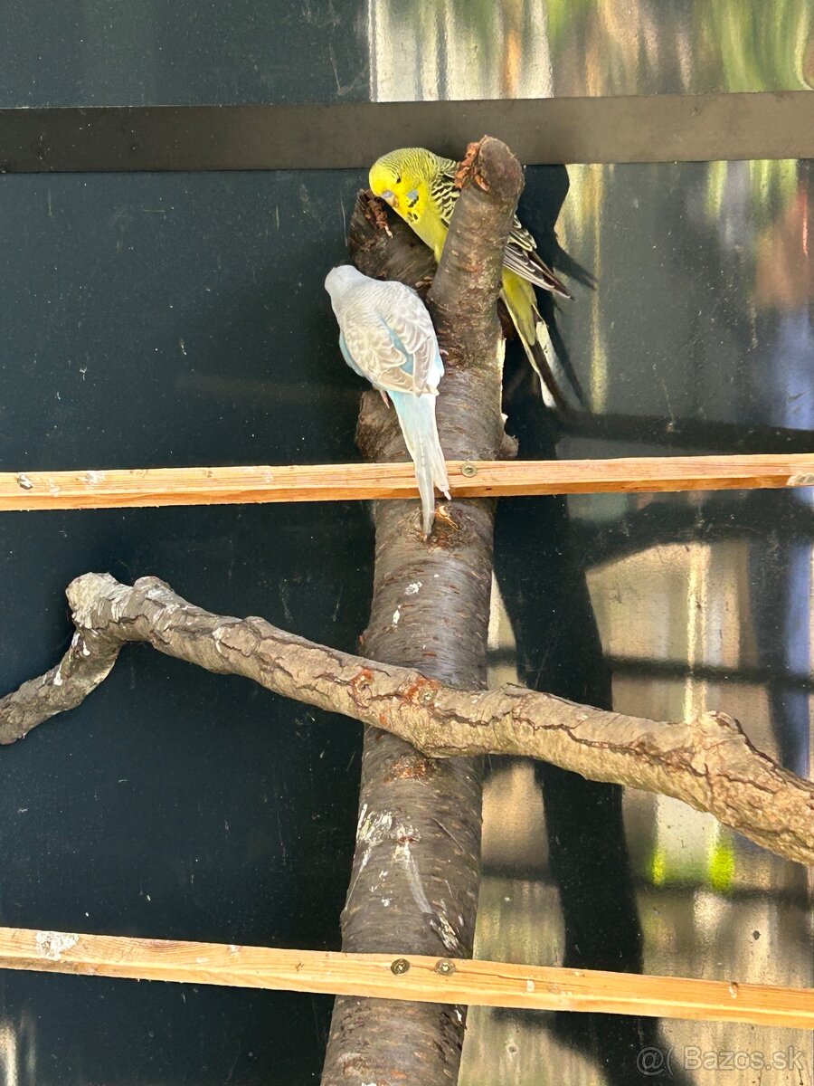 Vystavné andulky - 9