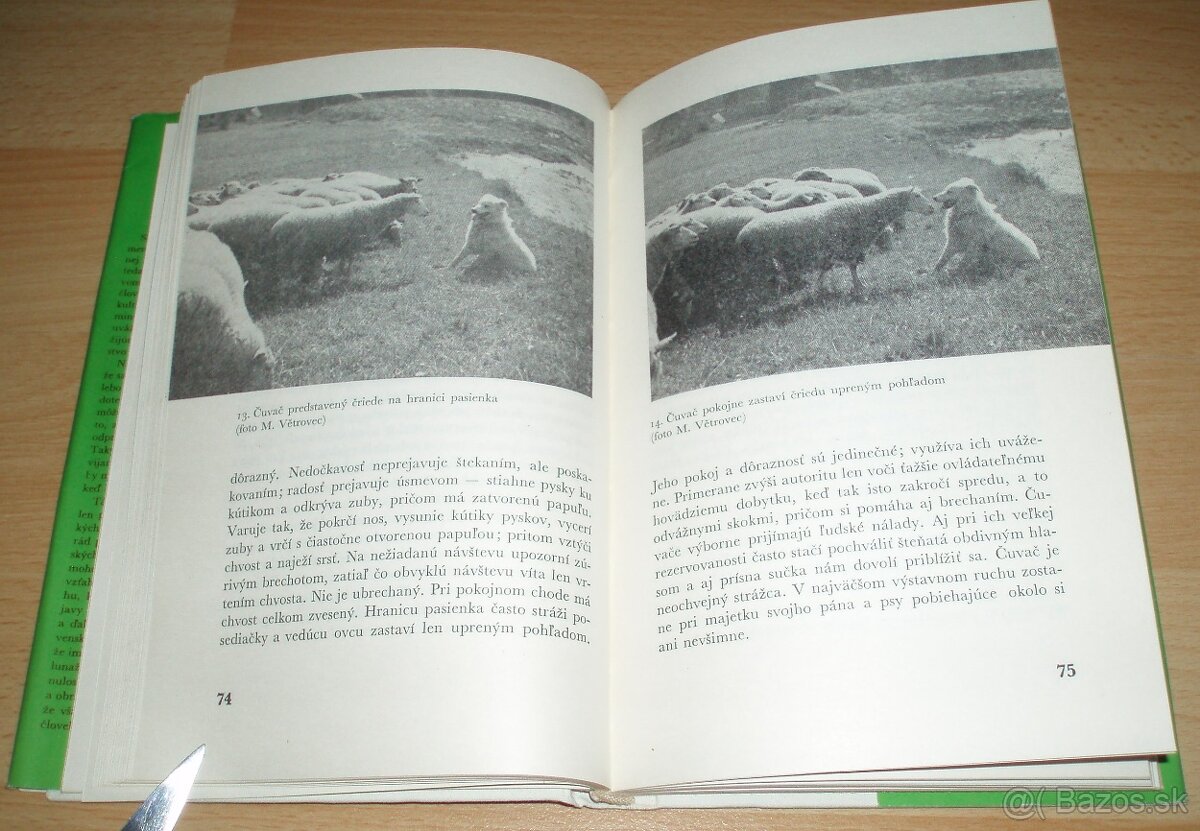 Slovenský čuvač - 9