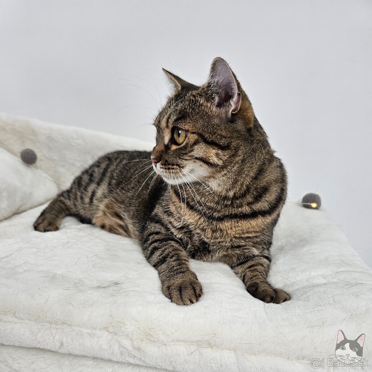 Očarujúca mačička ZOJKA hľadá domov - 9