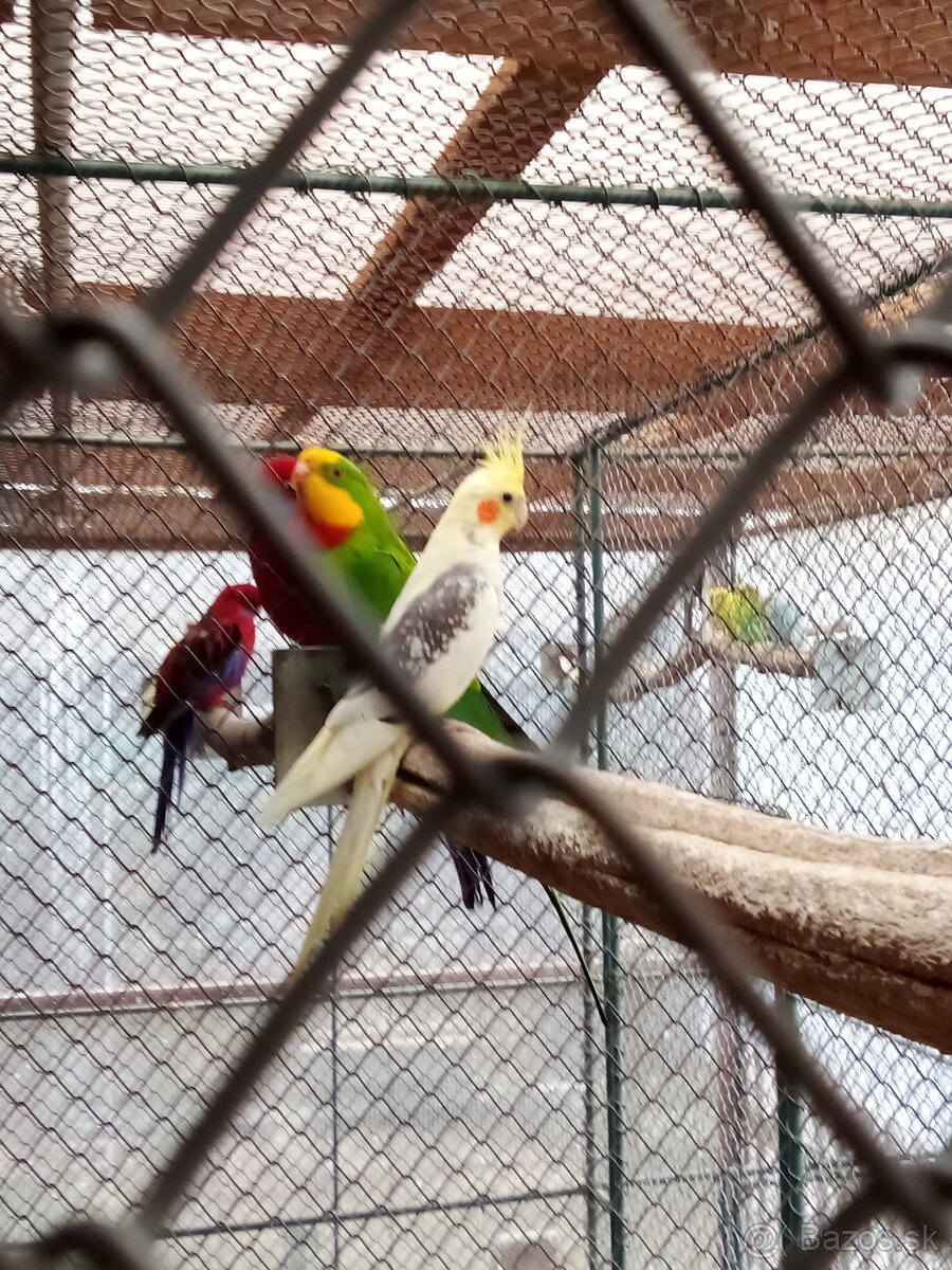 Korely -krúžkované - 9