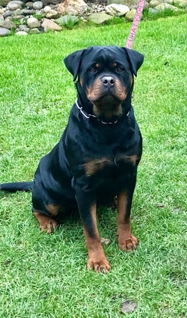 Rotvajler, rottweiler - 9