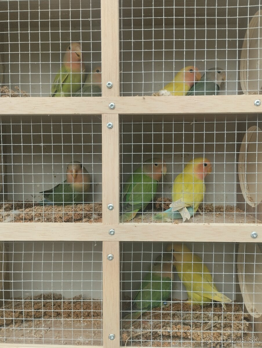 agapornis ružovohrdlý 1 - 9