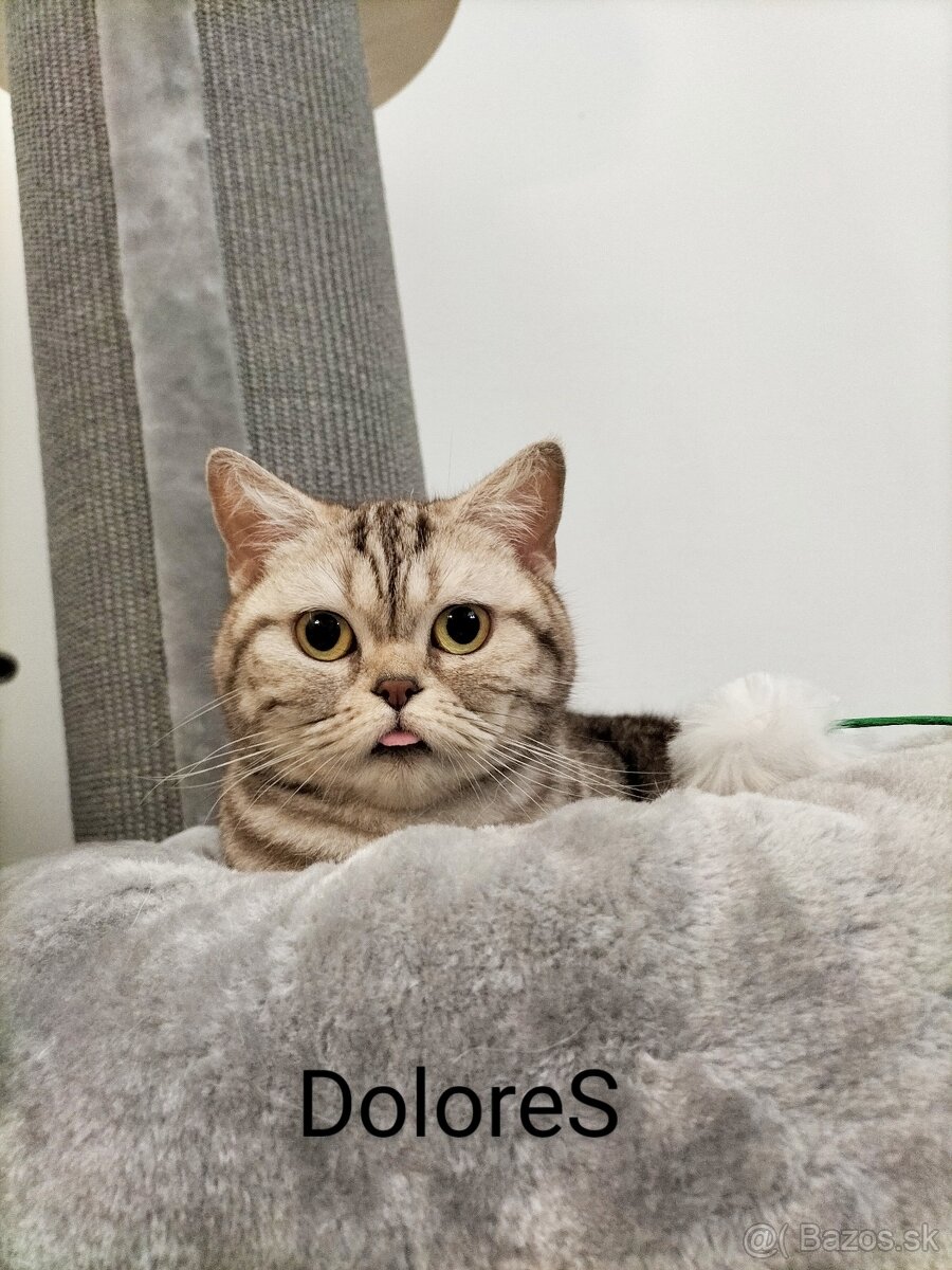 ŠKÓTSKE MAČKY s PP/ TICA 151 - 9