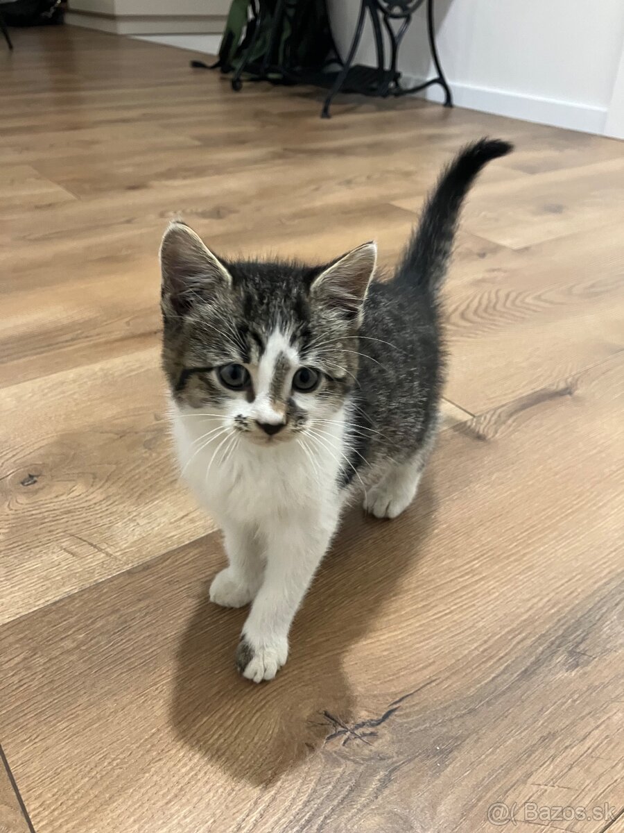 Mačiatka - 9