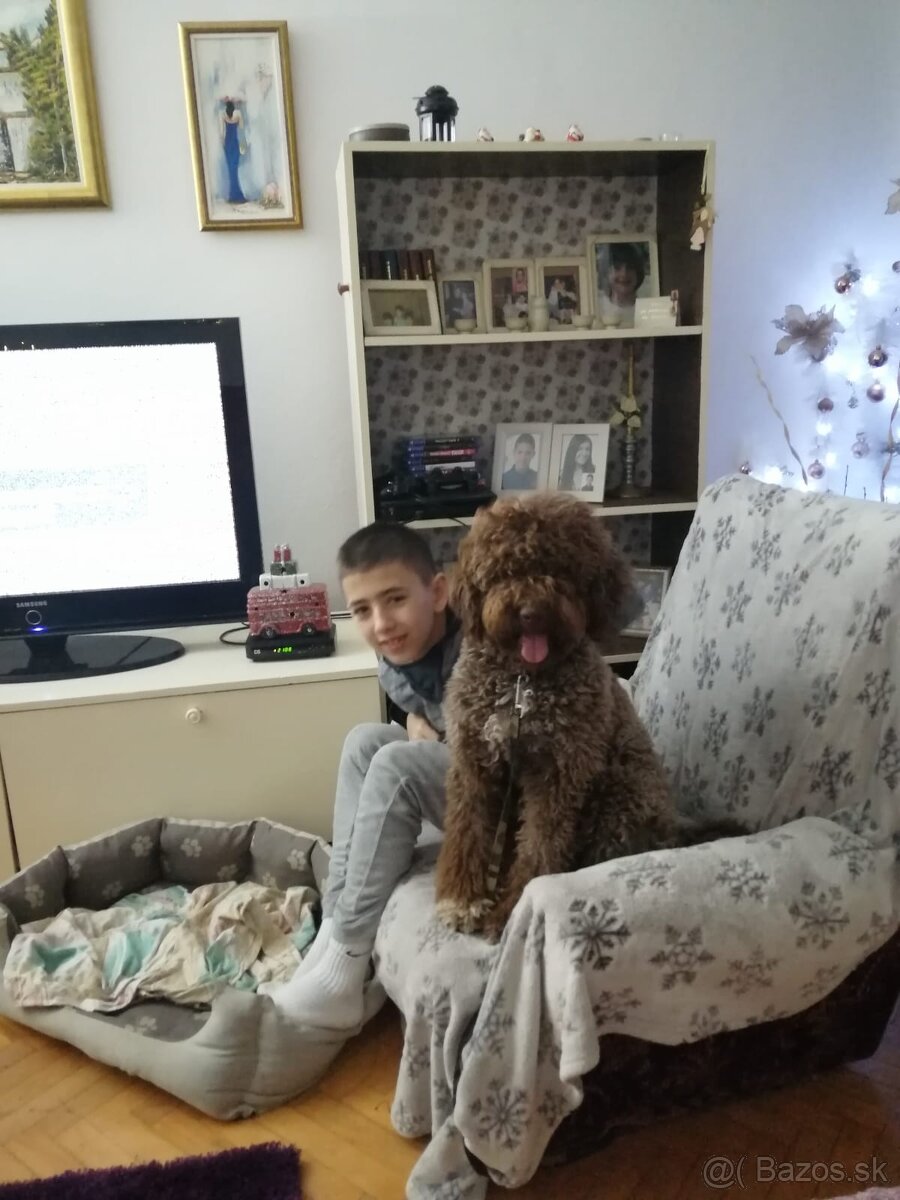 Lagotto Romagnolo - 9