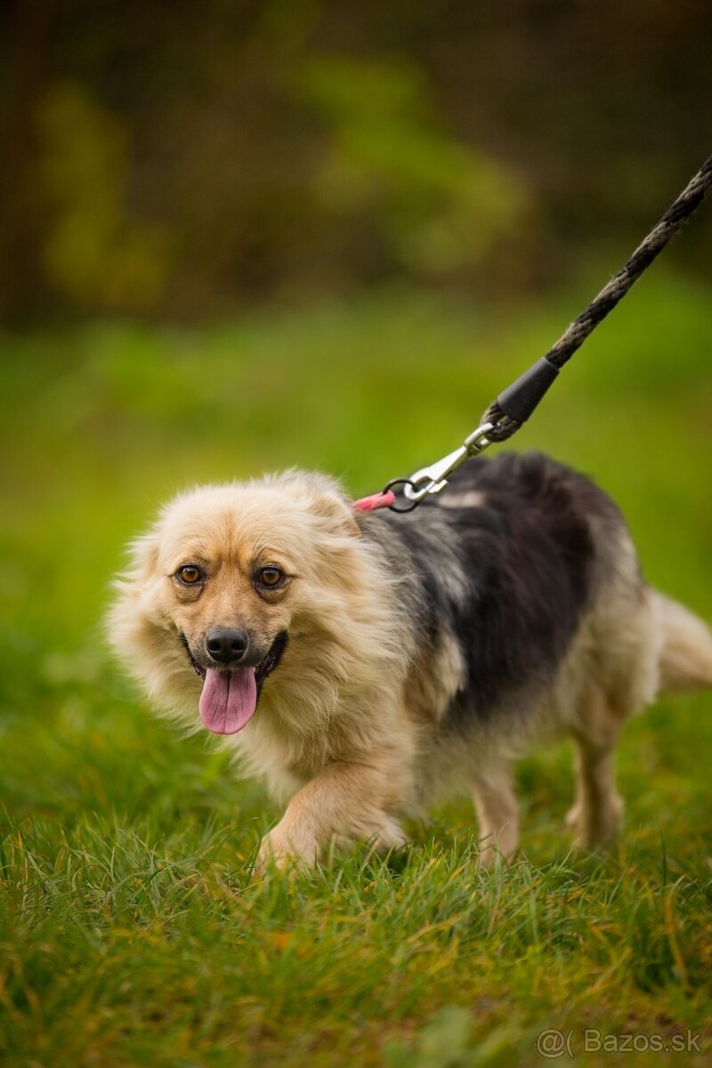 Darujem malú jemnú chlpatú sučku - mix špic Čita - 9