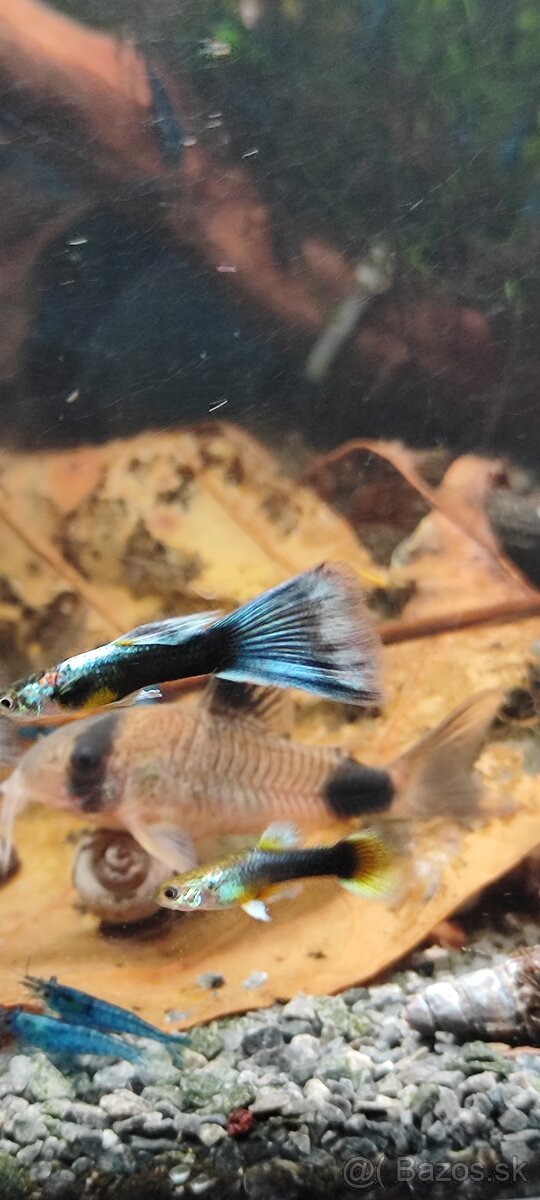 Slimák Brotia herculea +Gupky - 9