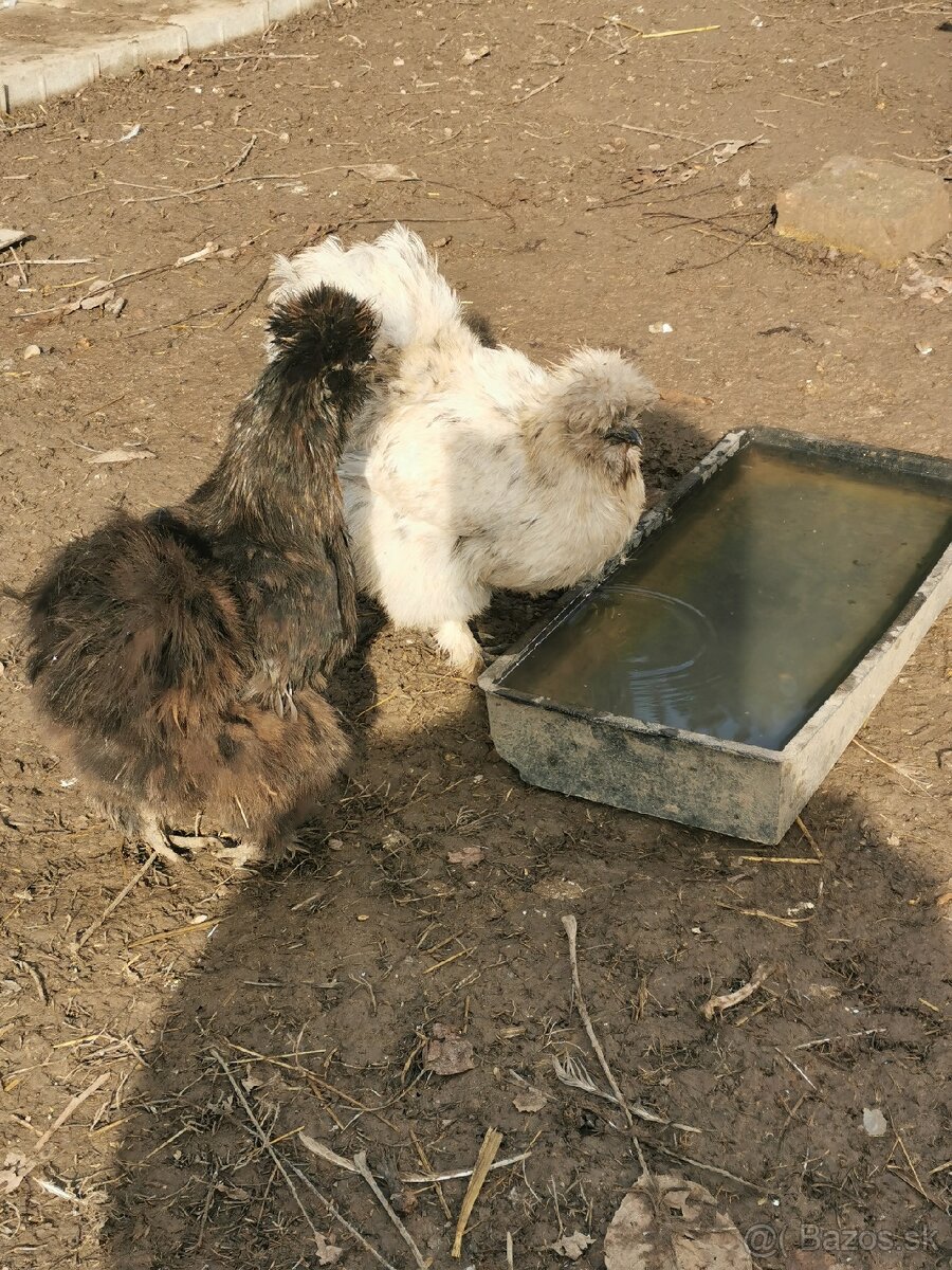 Nasadové vajíčka hodvábnicka - 9