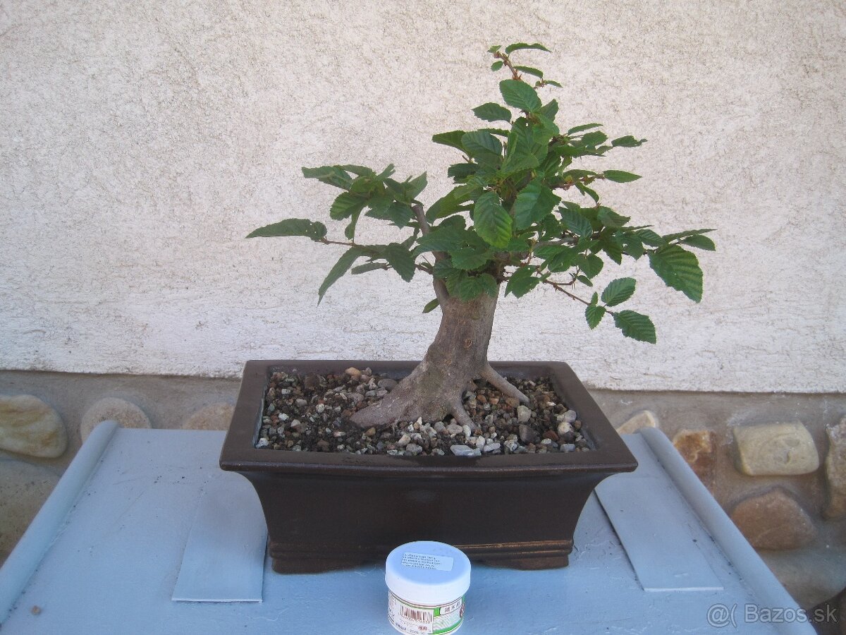 bonsai,bonsaj-hrab 1 - 9