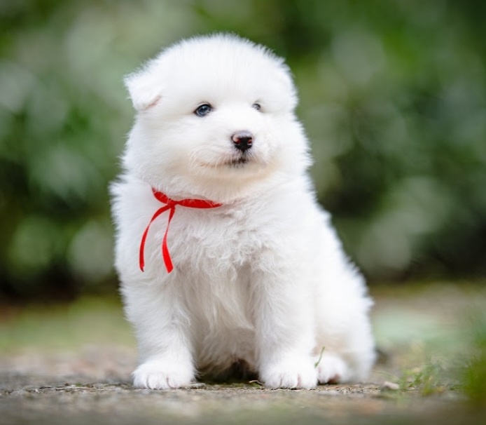 Samojed - 9