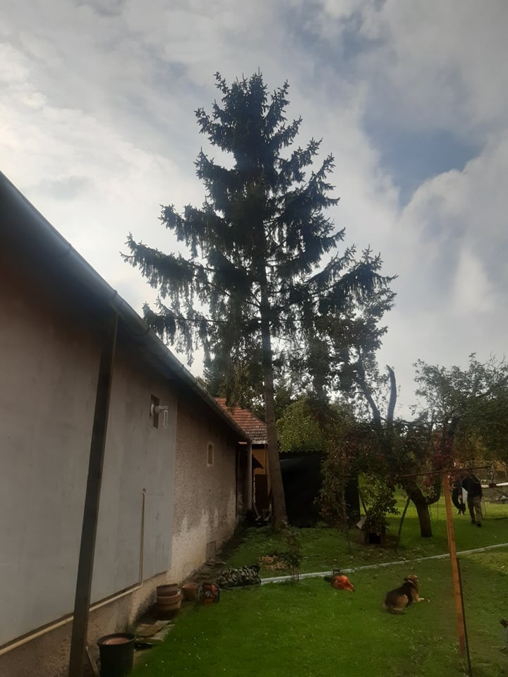 Pílenie a orez stromov - 9