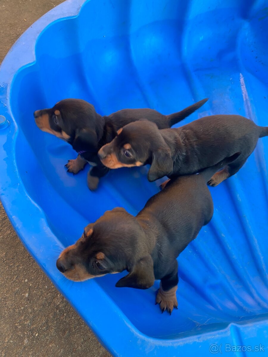 Jazvečík krátkosrstý - 9