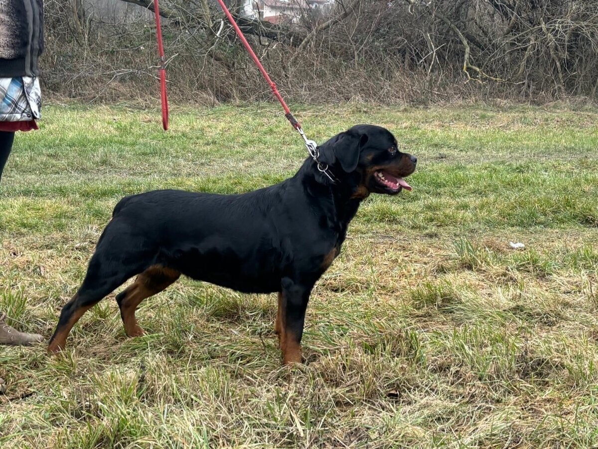 Rottweiler, rotvajler, rottwailer, rtw - 9