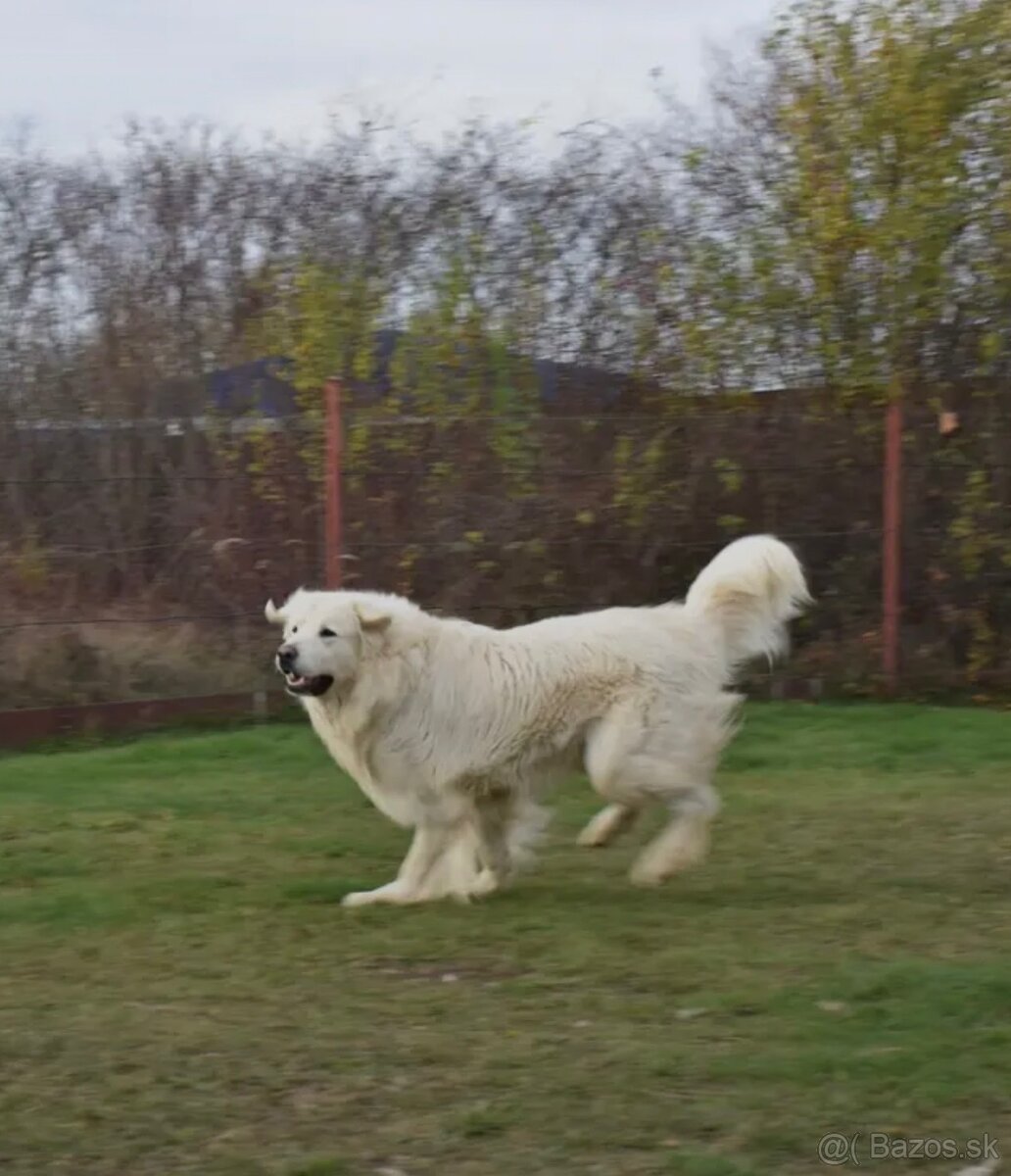 Slovenský čuvač s PP - 9