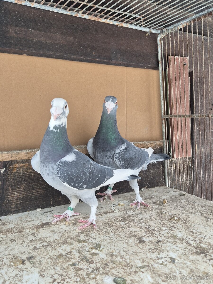 Predám holuby - 9